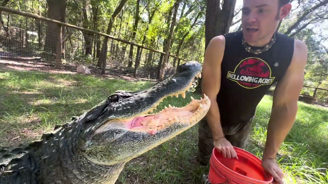 What inspired me to work with gators & more Q&A with Big Mac!
