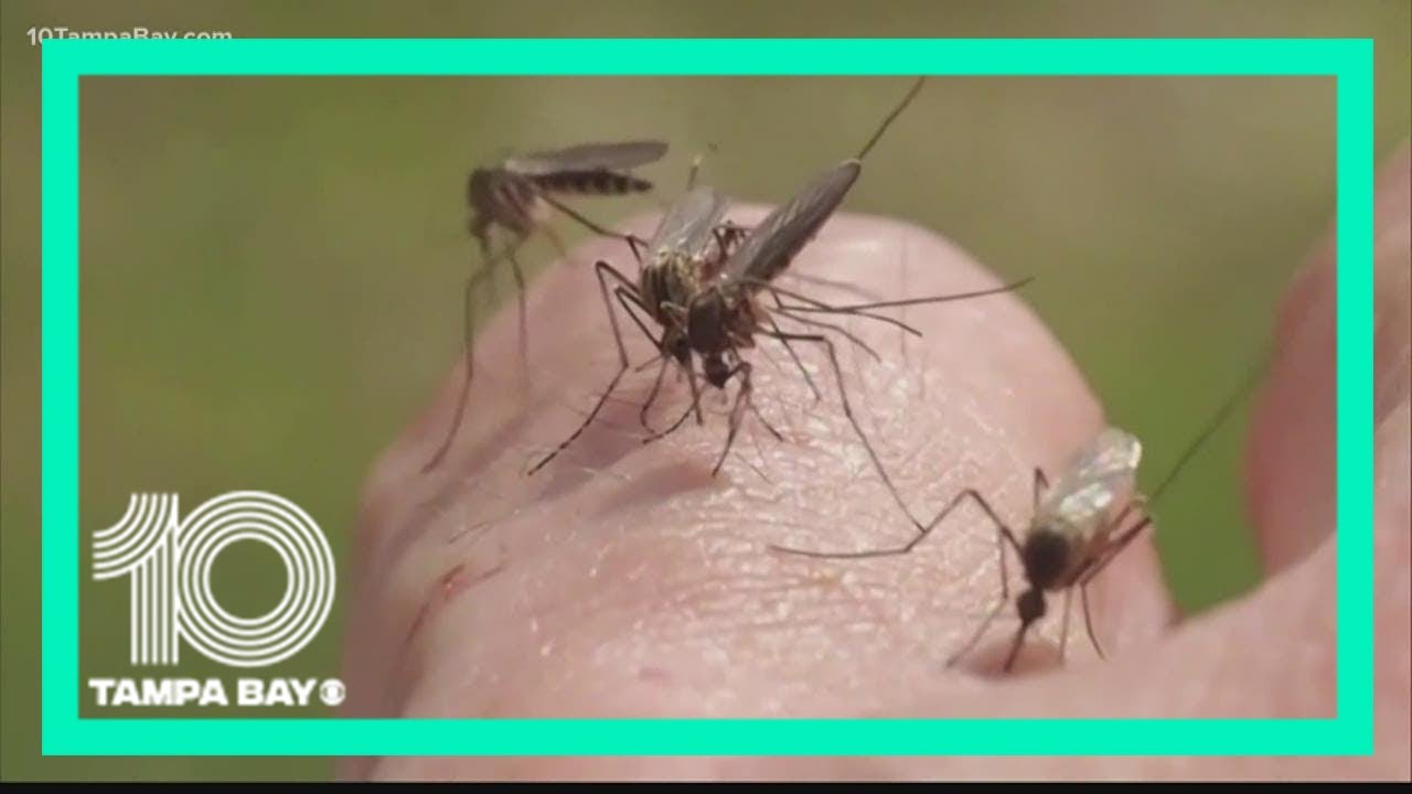 Genetically modified mosquitoes: What you need to know