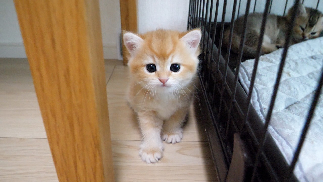 Милый котенок, который пытался спрятаться, но был пойман Мамой-Кошкой в ​​мгновение ока...