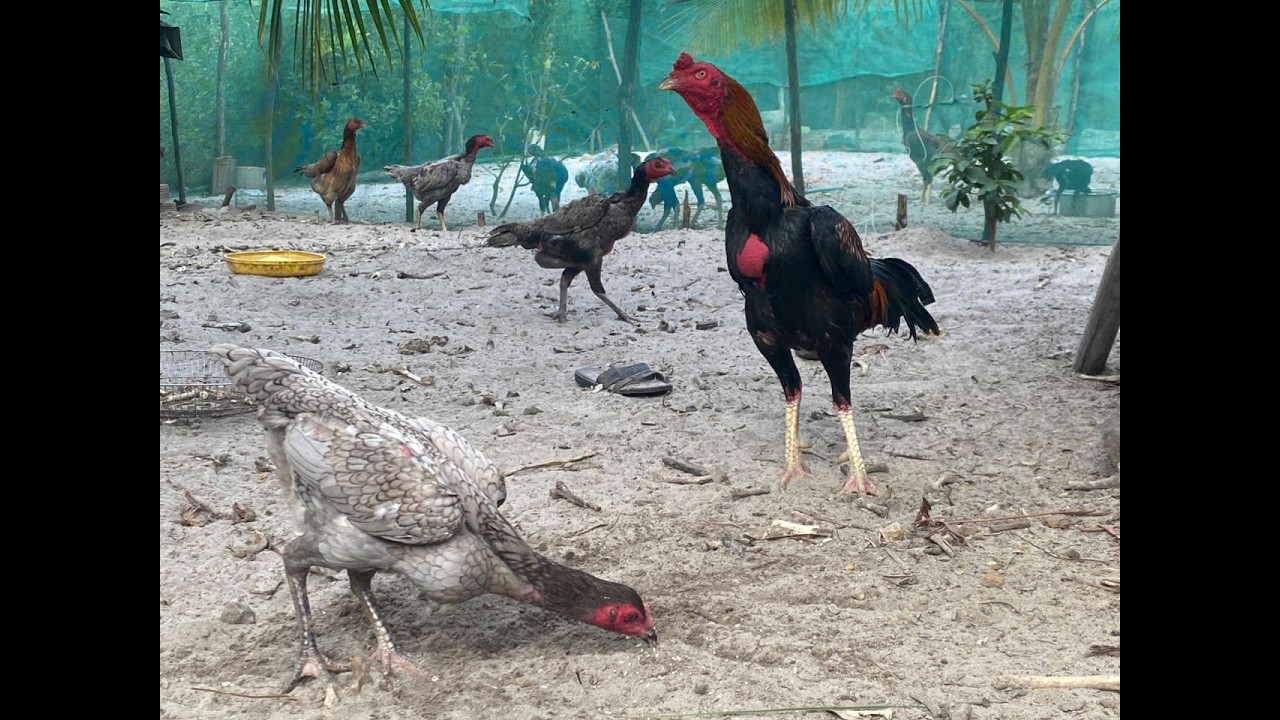 Gà trống đúc
