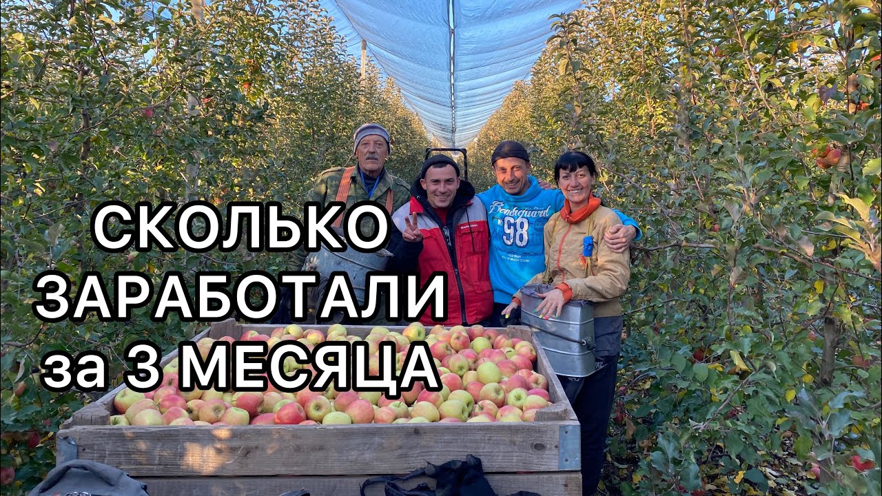 СКОЛЬКО заработали за 3 месяца Сбор яблок