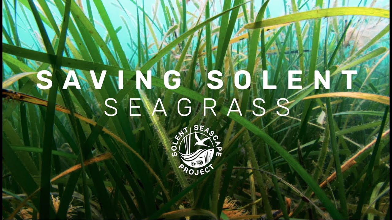 Saving Solent Seagrass
