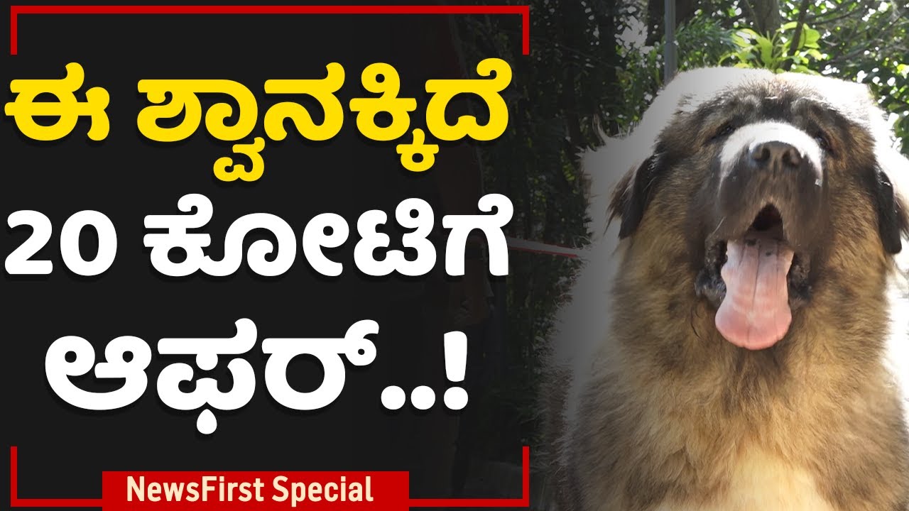Caucasian Shepherd Dog : ಈ ಶ್ವಾನಕ್ಕಿದೆ 20 ಕೋಟಿಗೆ ಆಫರ್​..! | Bengaluru | NewsFirst Special