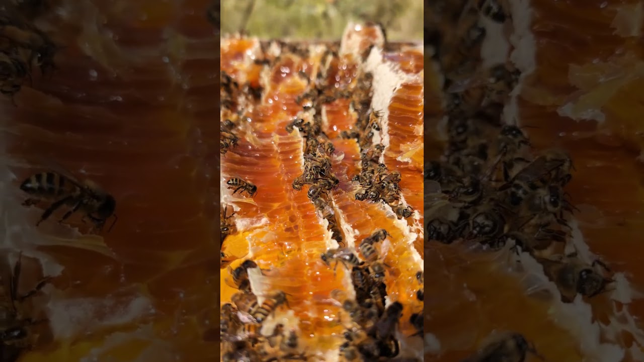 Do bees eat honey?