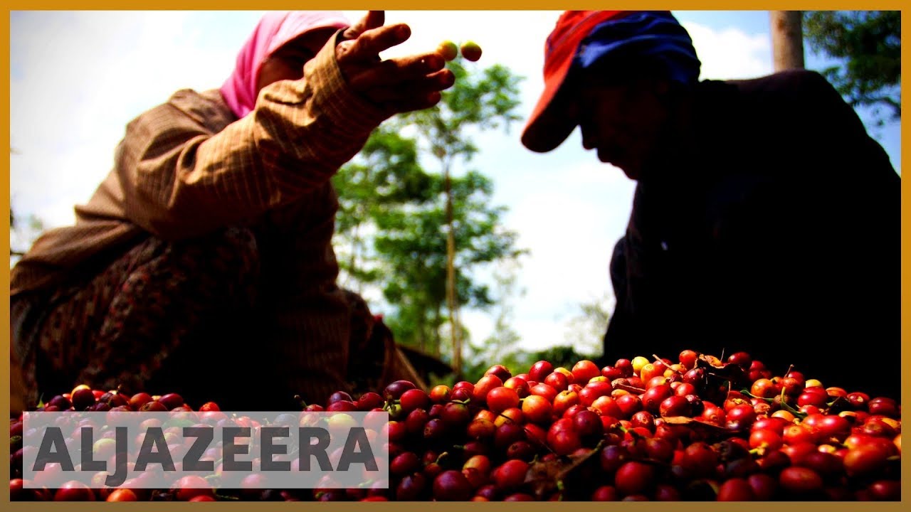 Indonesian coffee farmers struggle as prices hit 8-year low