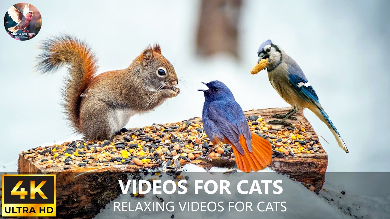 Bird for Cats to Watch 🐦 Bird Sounds In Nature for Cats to Watch 🦜3 Hours Nature Sounds for Cats