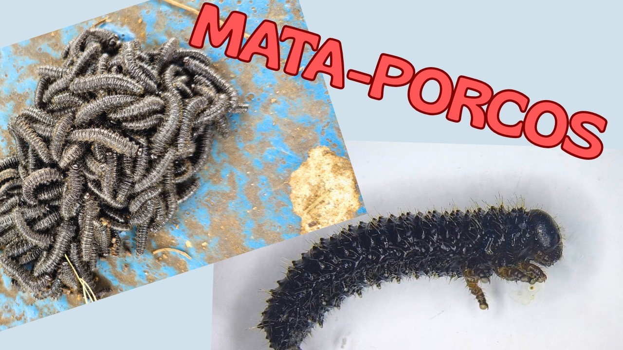 Perigo no Pasto: a  “Lagarta” Tóxica.