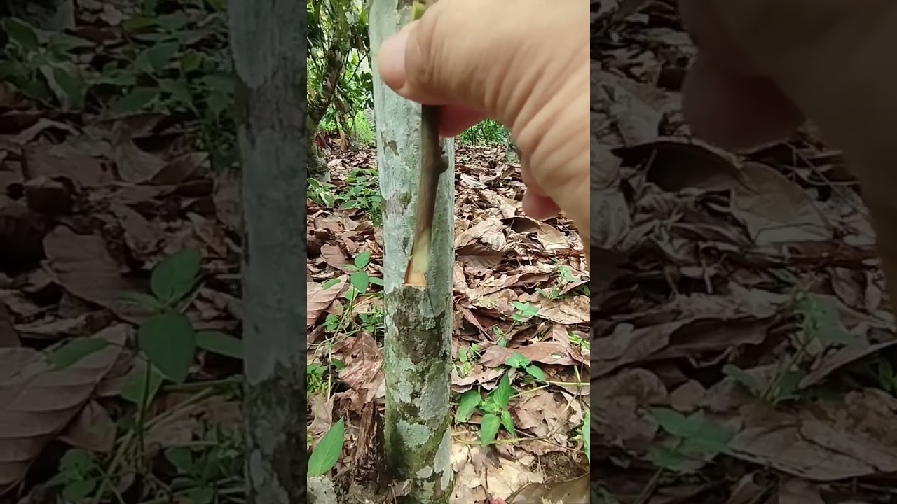 side grafting tutorial for cacao propagation
