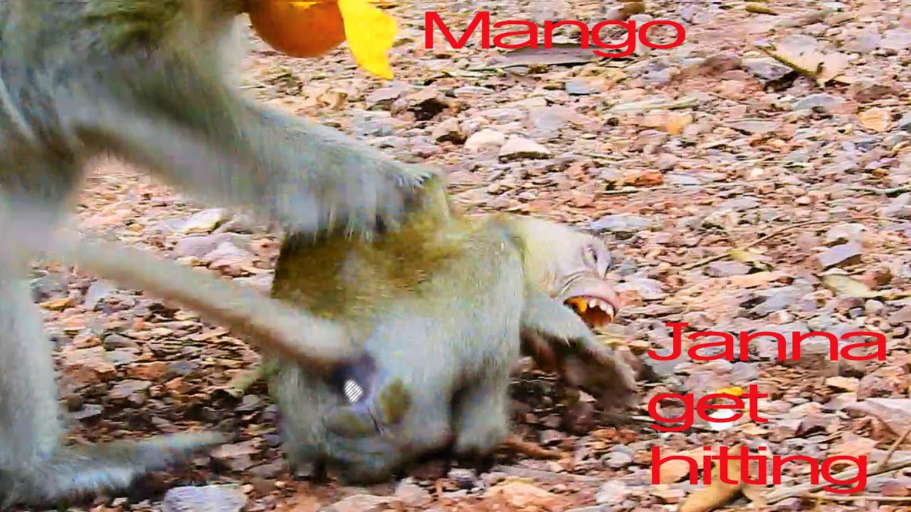 Poor Janna Monkey Get Hitting Because Of Her Mango, She Needs Others Monkey To Help Her But A Lone