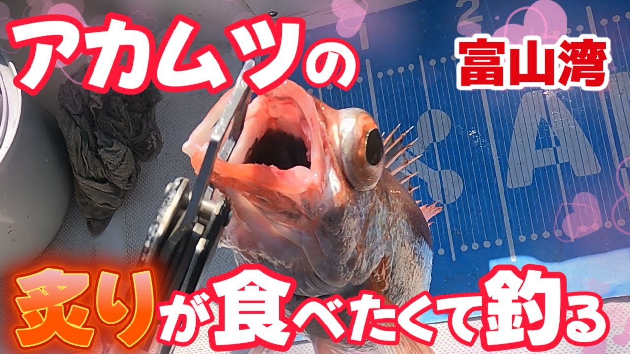【アカムツ】炙りが絶品と言われたからには釣って食う【富山湾】