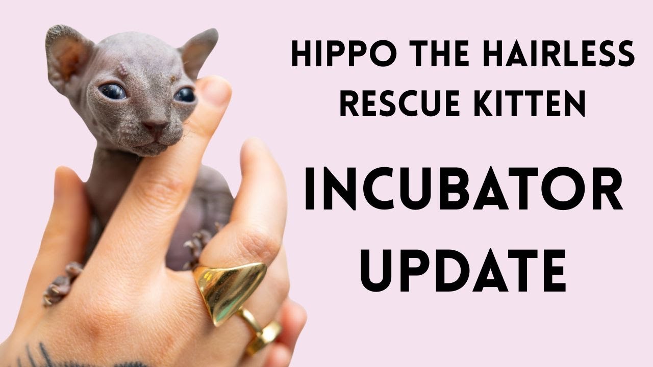 Hippo the Hairless Rescue Kitten Goes to the Incubator (Another Update!)