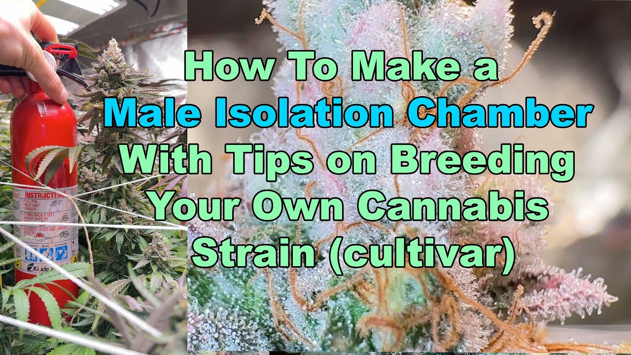 Male Isolation Chamber to Breed Your Own Cannabis Strain! And Upcoming Light Seeker Seeds Crosses!