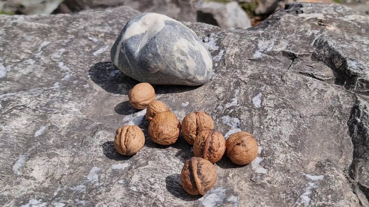 Finding & Picking Up Walnuts In Kashmir Valley