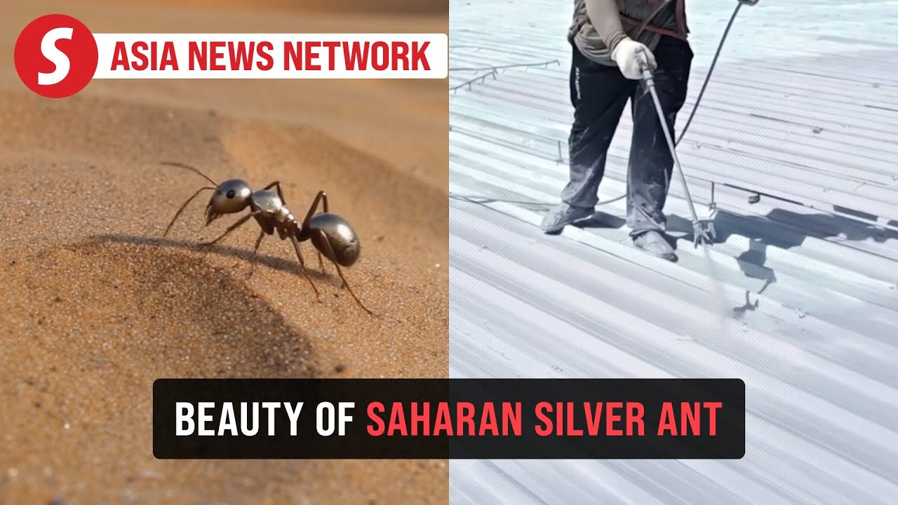 China Daily | What can a desert ant teach us about cooling?
