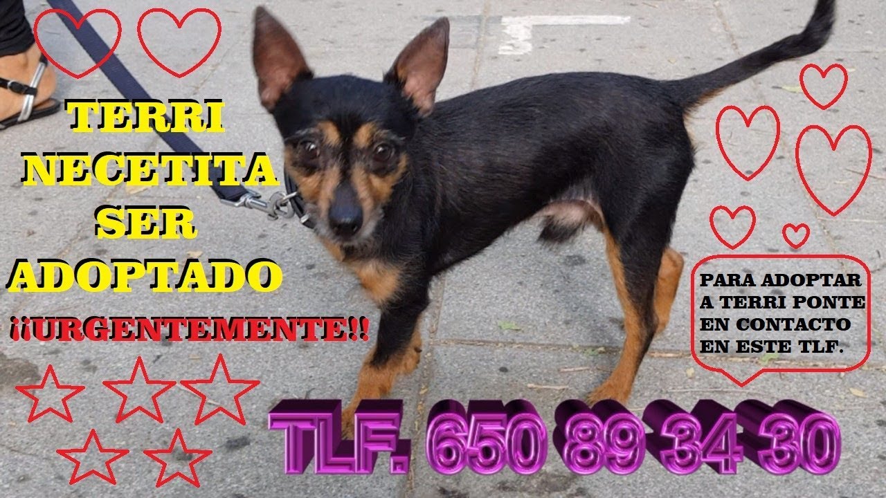 ADOPCI&Oacute;N &iexcl;&iexcl;&iexcl;***MUY URGENTE***!!! TERRI NECESITA SER ADOPTADO