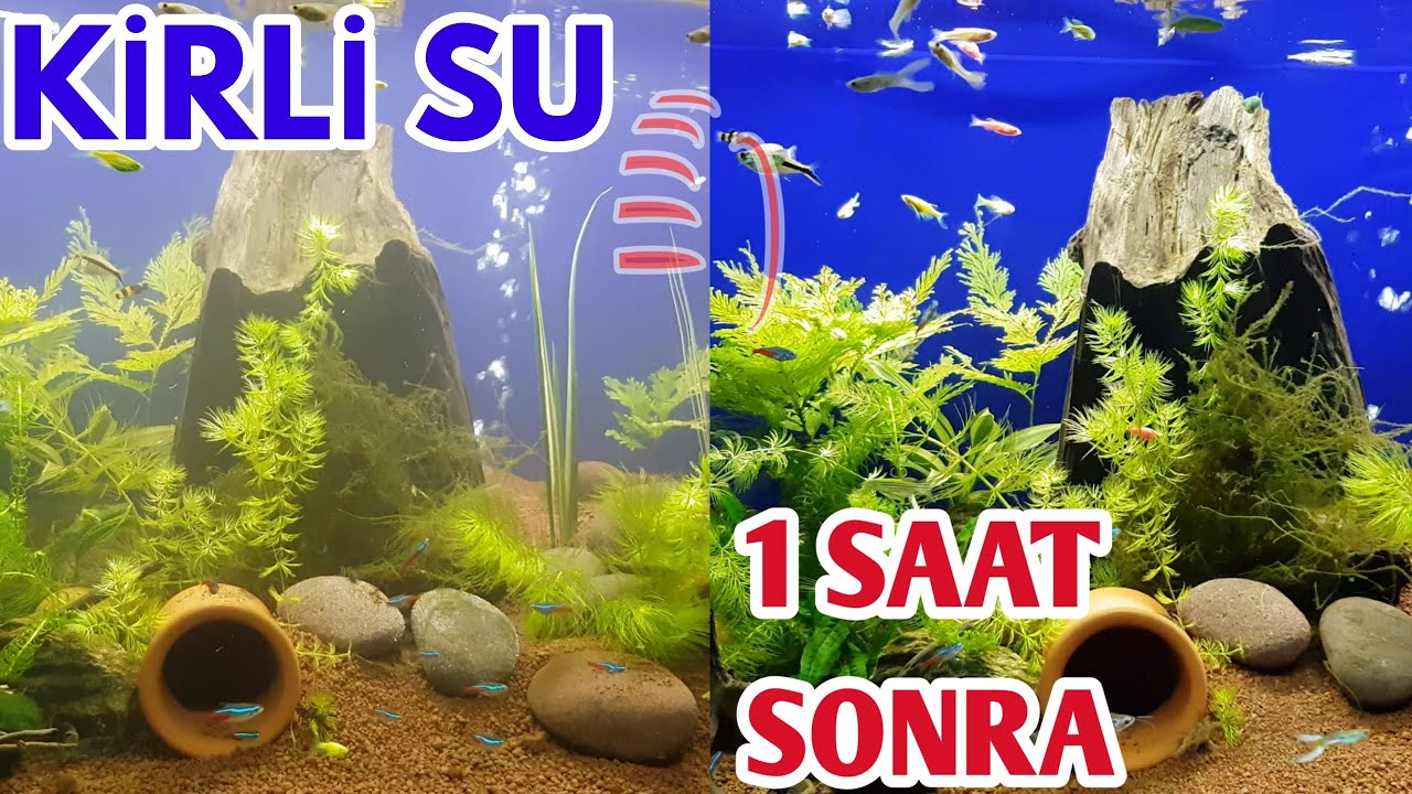 AKVARYUM NASIL BERRAK OLUR GÖRÜN, bitkili akvaryum balıkları