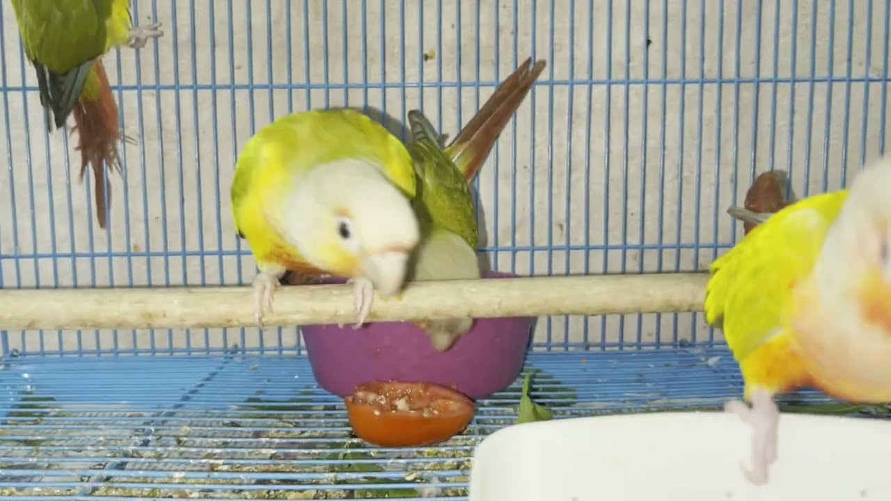 pineapple Conure breeding Season