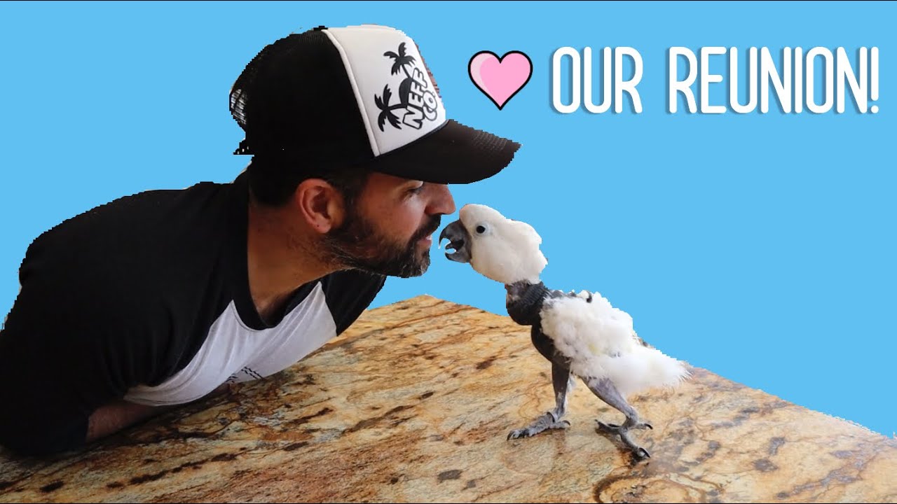 My parrots reactions after not seeing me for five days! VINNY SUBTITLES!