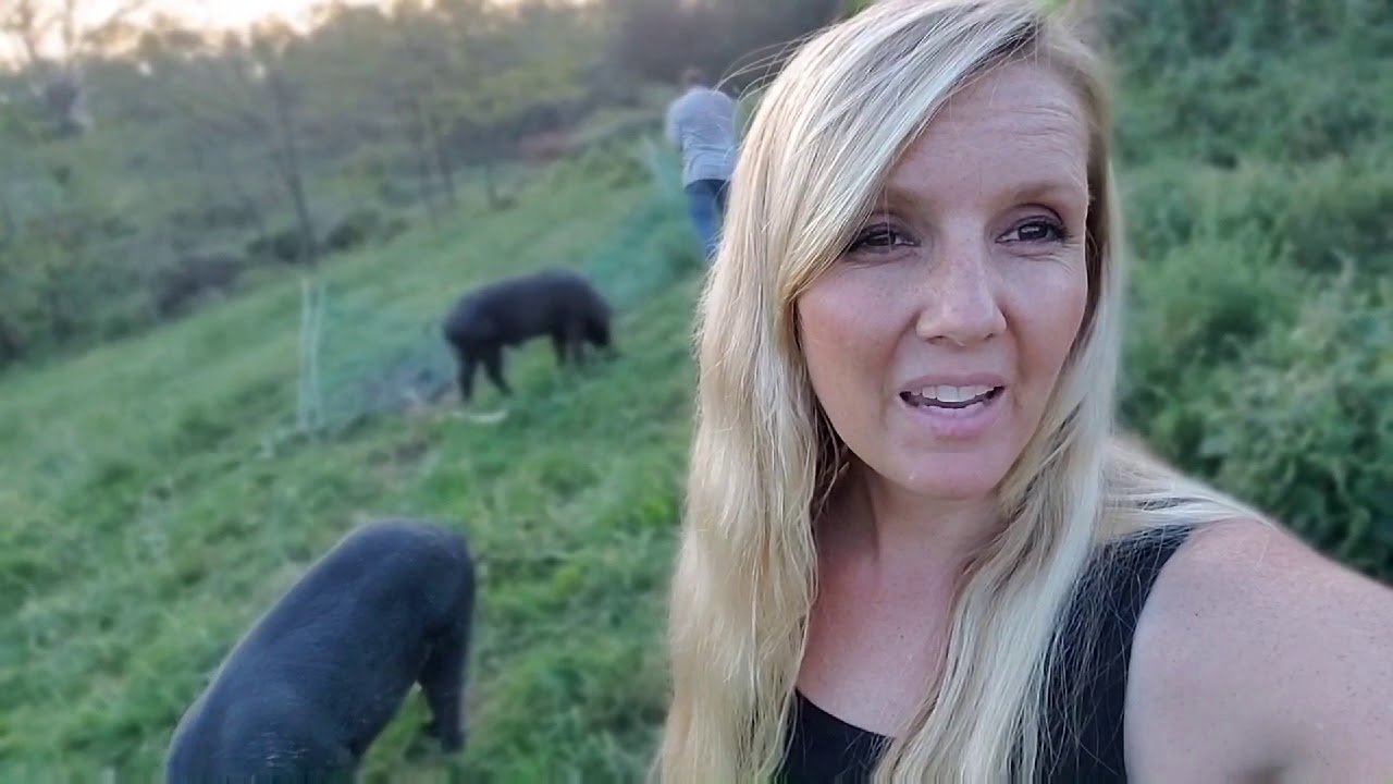 The Mule Footed Hog