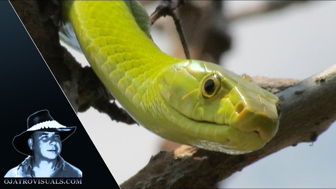 Green Mamba Stalking Behavior 01 Footage