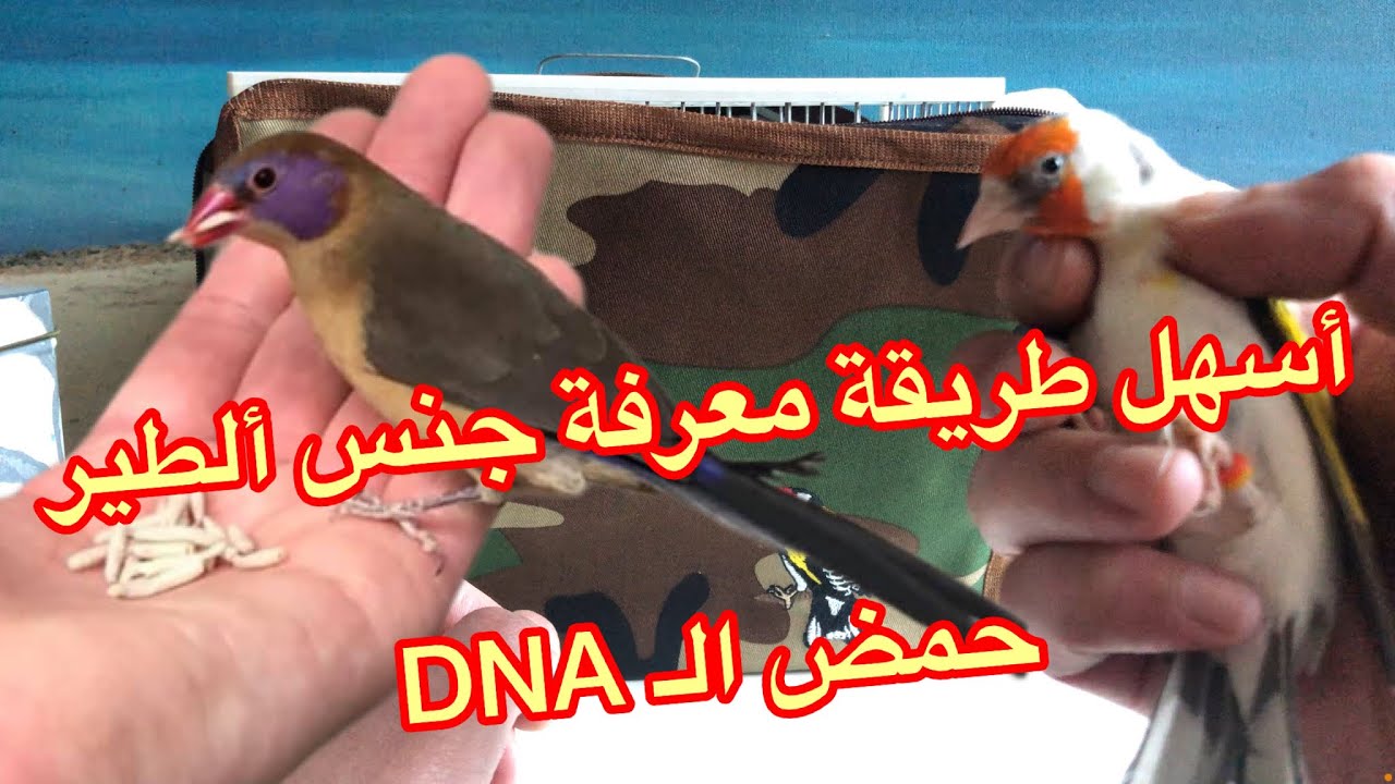 أسهل وأسرع طريقة معرفة جنس ألطير أنثى او ذكر Gendika #dna