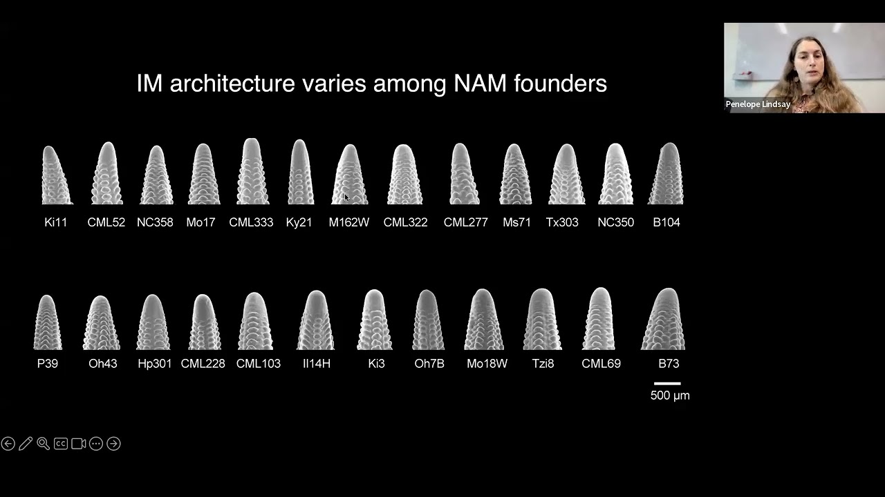 CLAVATA receptor networks shape maize development