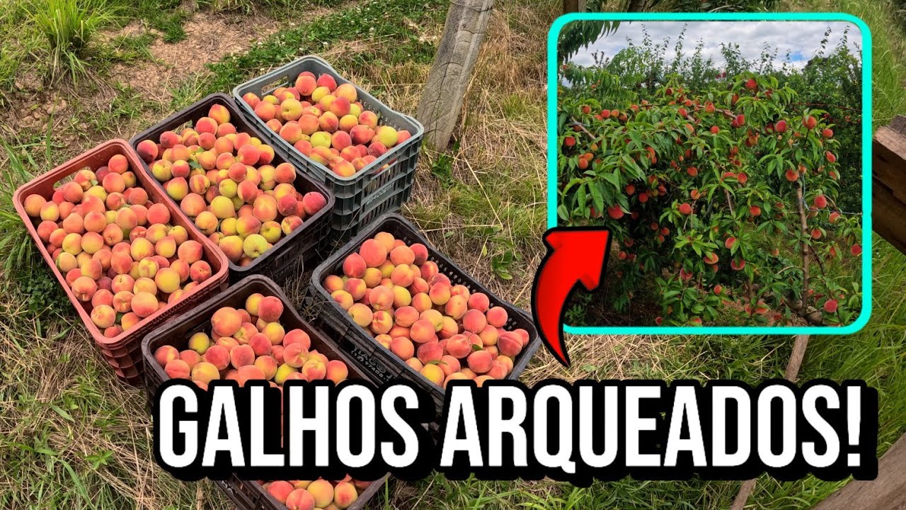 🍑 COLHEITA DE PÊSSEGO NO SÍTIO – OLHA O TANTO QUE TÁ CARREGADO!