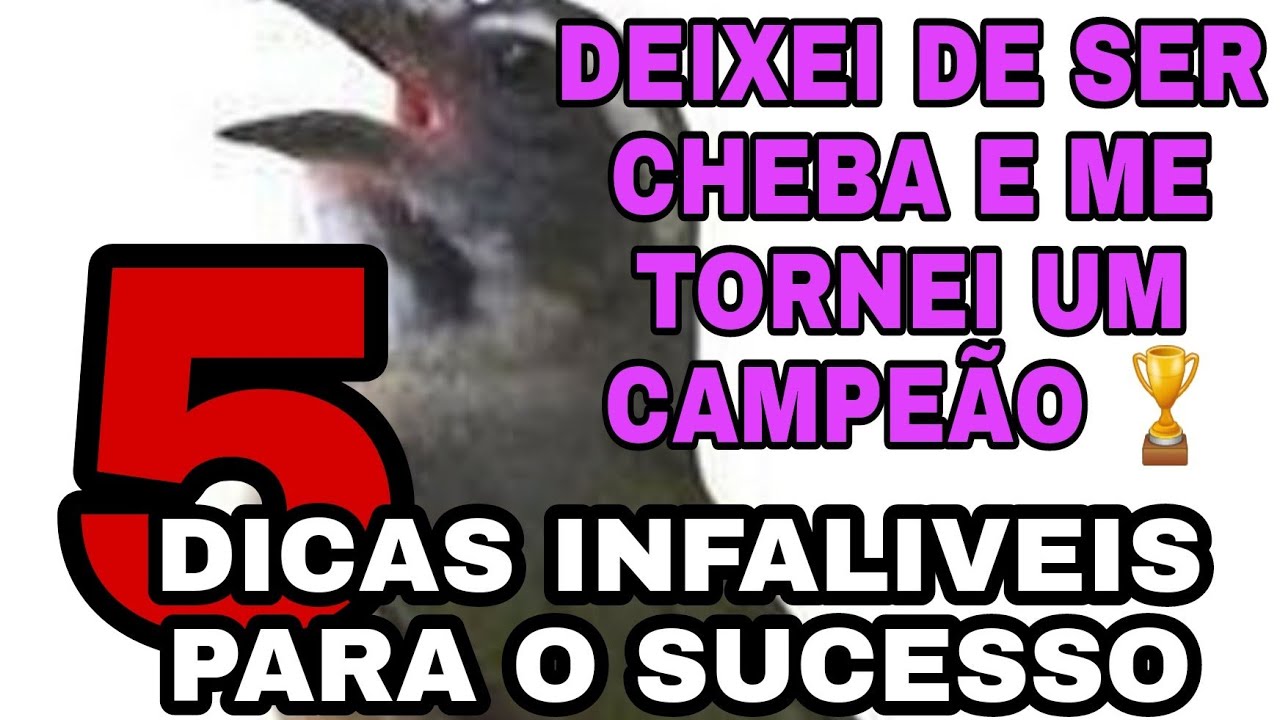 MANEJO DE TRINCA FERRO: 5 DICAS PARA VOCÊ TER MUITO SUCESSO COM SEU TRINCA FERRO