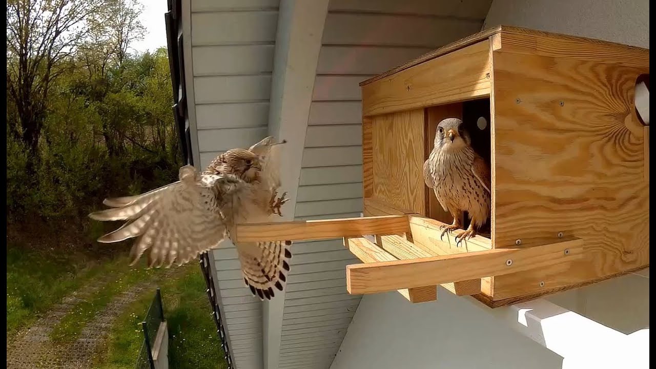 Nanny und Ricky - Turmfalkenpaar 2022 - Windsbach Kestrels