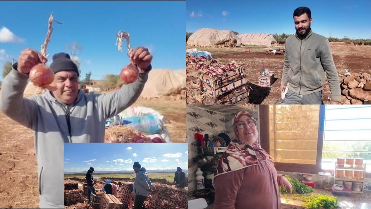 باركو لينا 😍 اليوم بعنا البصلة🤲 فيديو مع طارق من الفلاحة 🥳 شوفو على خير تبارك الله 🤲