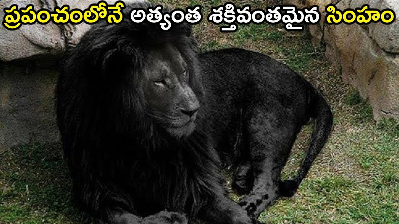 ప్రపంచంలో అత్యంత ప్రత్యేకమైన  సింహాలు//Most Unique Lions in the World