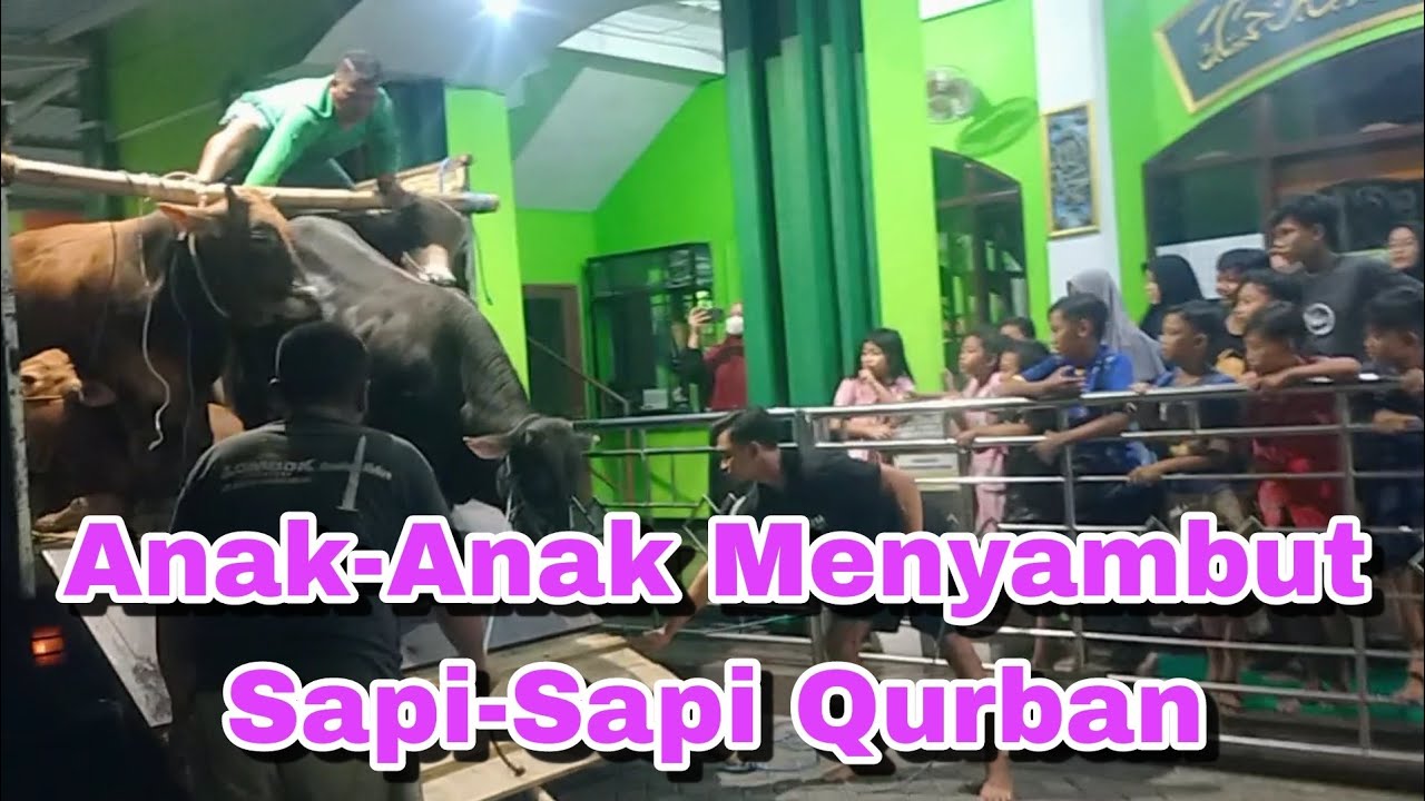 Alhamdulillah 11 Ekor Sapi Qurban 2023 telah tiba di Masjid Hidayatul Ummah