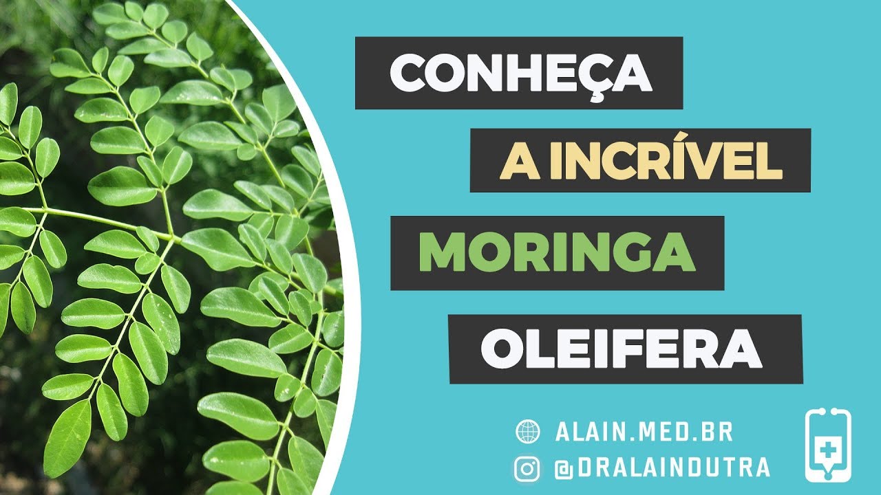 Conheça a incrível moringa oleifera