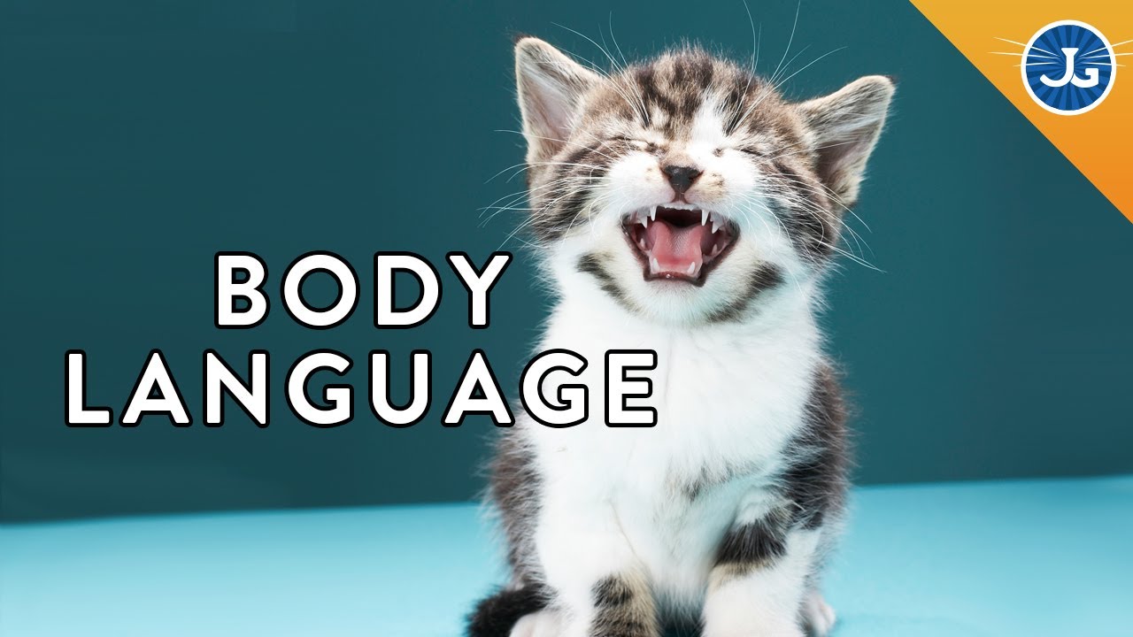 6 Things Your Cat is Saying to You
