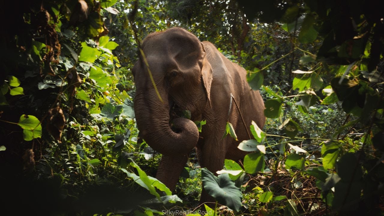Mandalao Elephant Conservation - An Ethical Home for Rescued Elephants