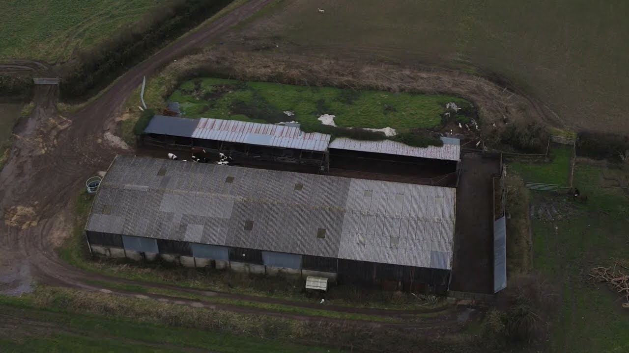 Cattistock Hunt hounds flounder in slurry pit