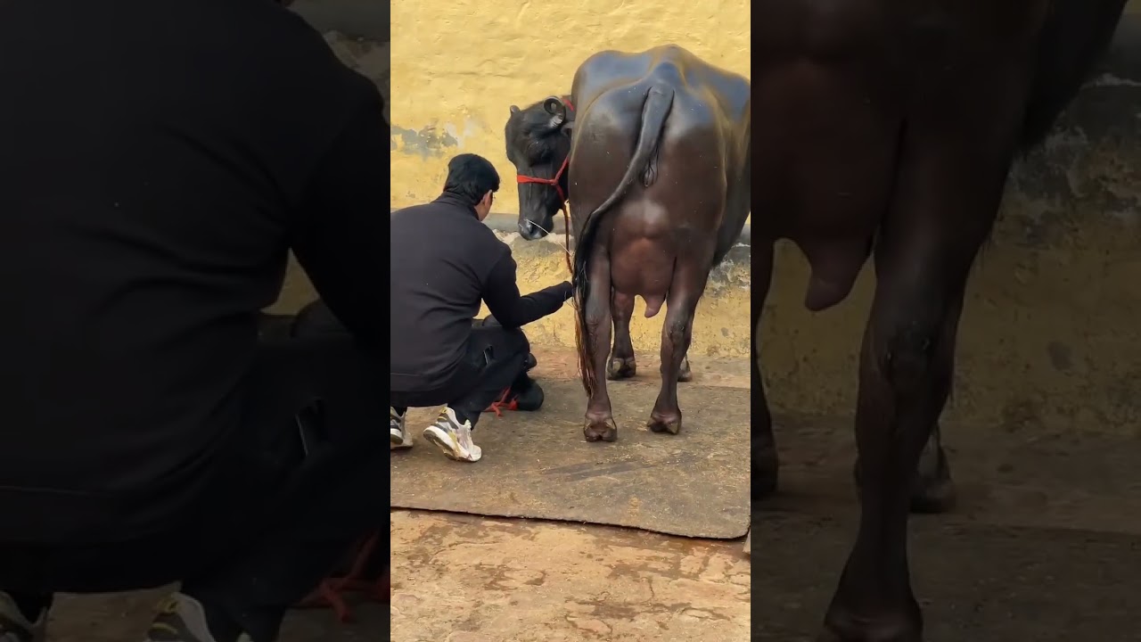 पागलपन की तरह काम