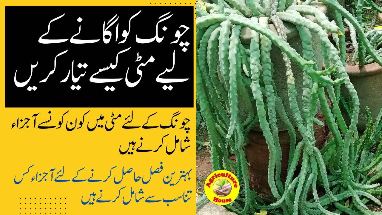 How to Prepare Media for Caralluma Sowing/ چونگ کو اگانے کےلئے مٹی کیسے تیار کریں