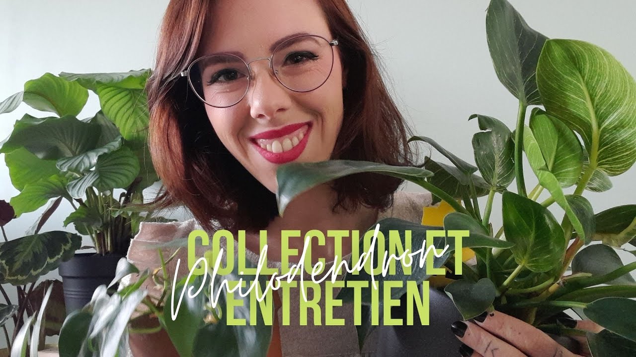 Philodendron - collection et entretien