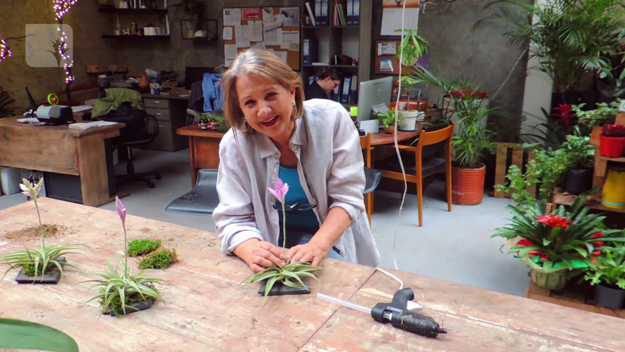 DECORACIÓN CON TILLANDSIAS   (CALYX PLANTAS EXÓTICAS )
