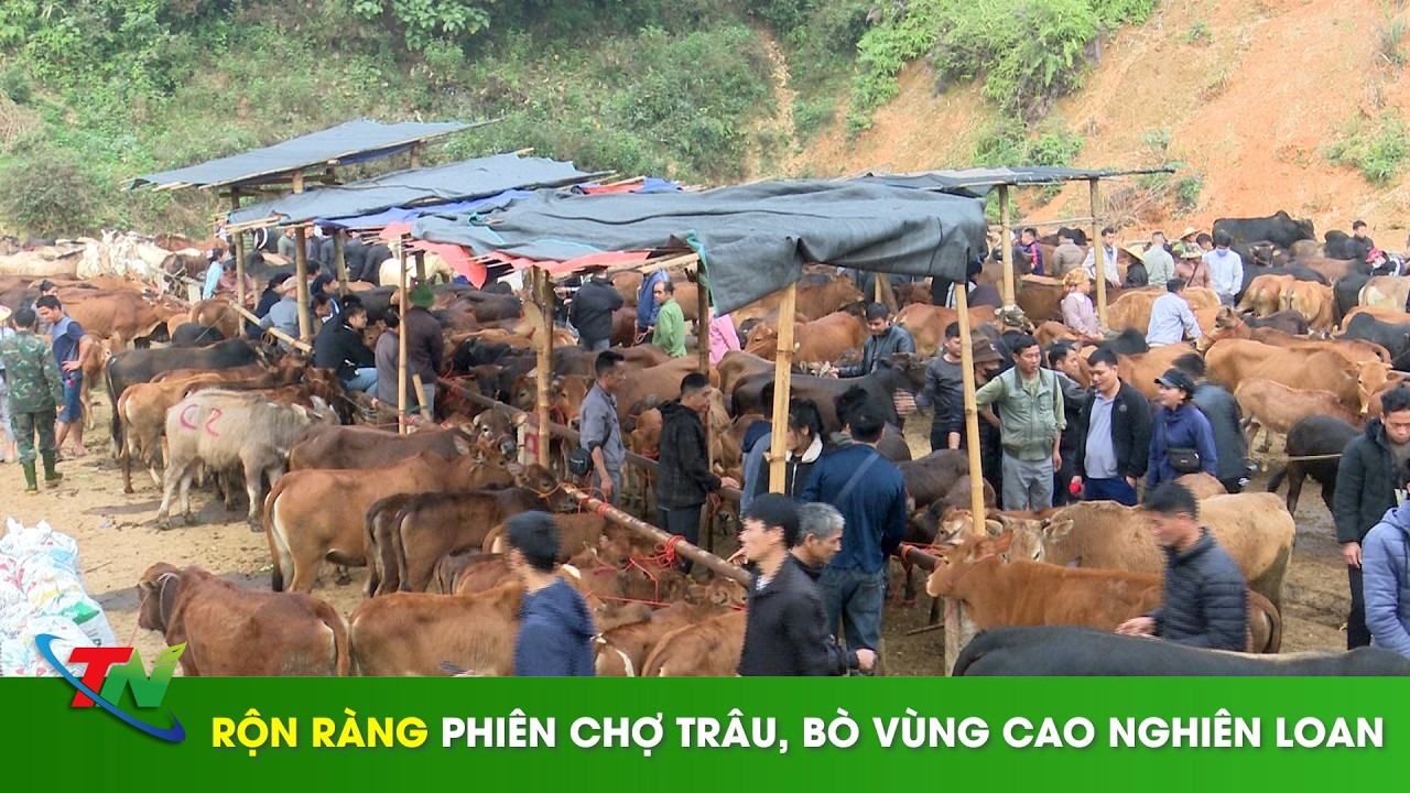 Rộn ràng phiên chợ trâu, bò vùng cao Nghiên Loan