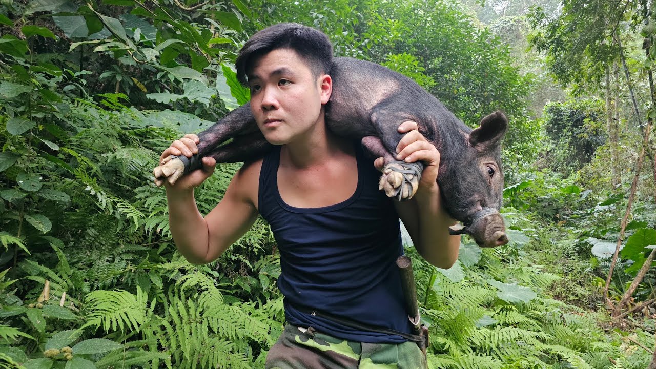 Catching a large wild boar in a trap was a lucky day. || Trieu Cuong