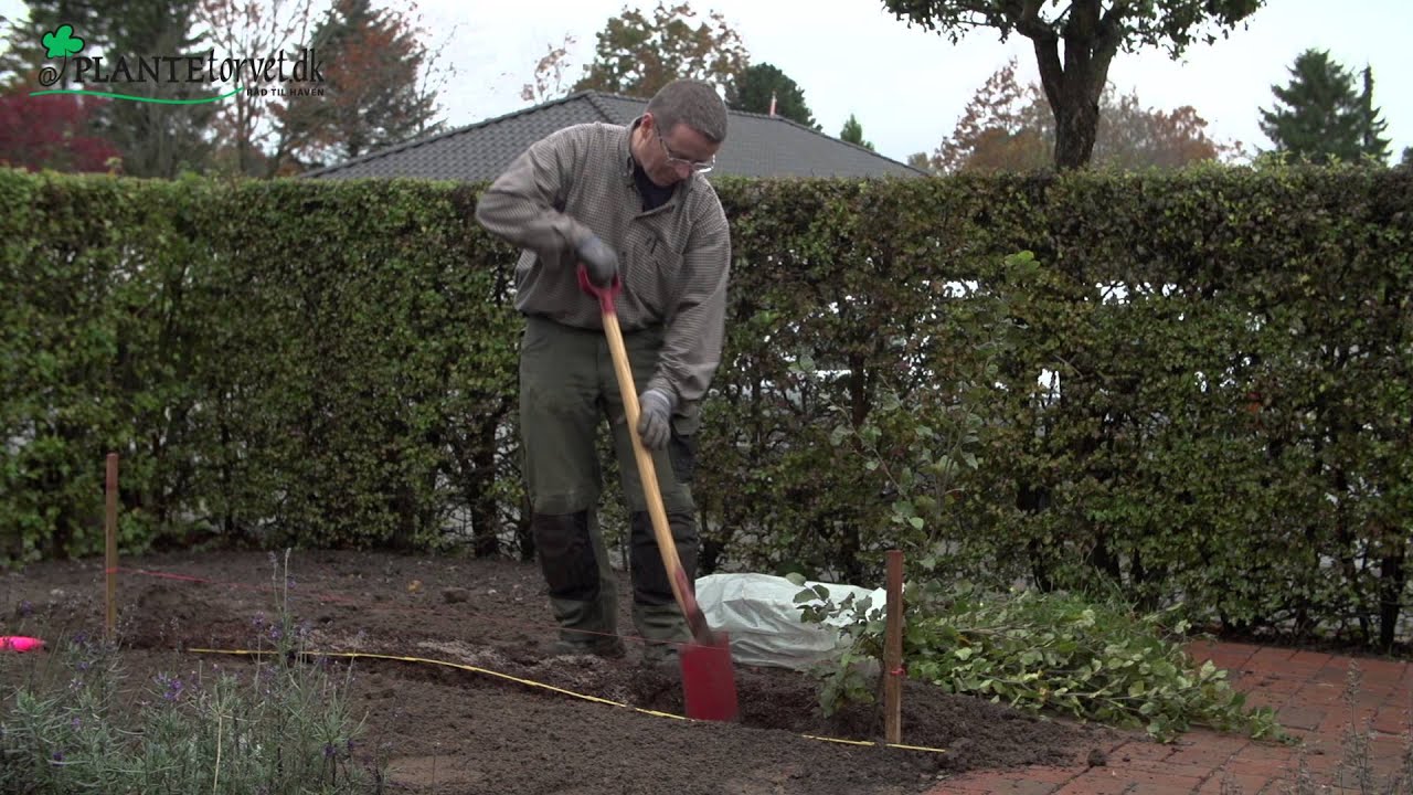 Plantning af bøgehæk