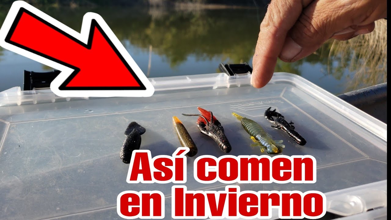 Aprende a  pescar LOBINAS EN INVIERNO❄❄ con esta  FACIL E INCREÍBLE TECNICA❄❄