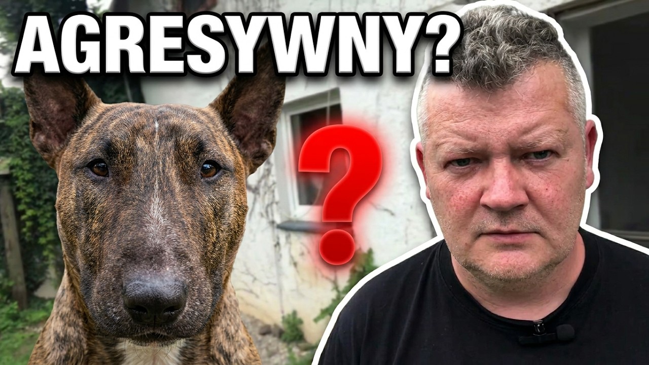Bulterier czy może być agresywny i niebezpieczny ? 🤪😱😤😜💖
