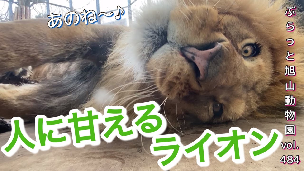 《旭山動物園ライオン&トラ》オリト＆イオファミリー。甘える仕草にキュン、はしゃぐ姿にうわー！楽しさギュギュvol484/Long live the charm of the Orito family