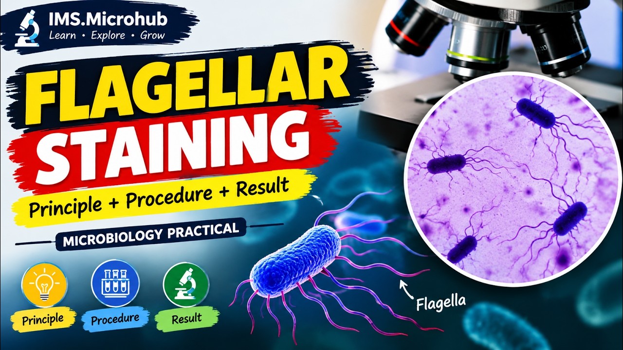 Flagellar Staining in Microbiology | Principle, Procedure & Result | BMLT |  Microbiology Practical