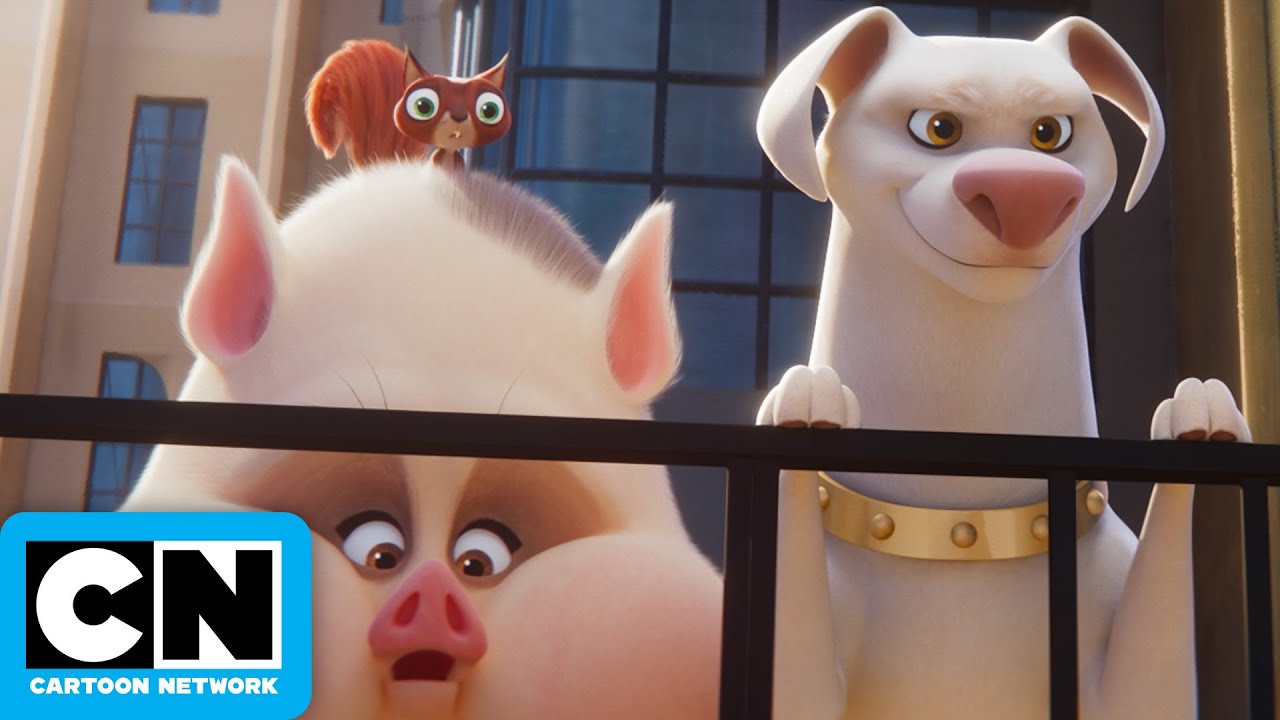 DC League of Super-Pets: Paying Attention | SNEAK PEEK | Cartoon Network