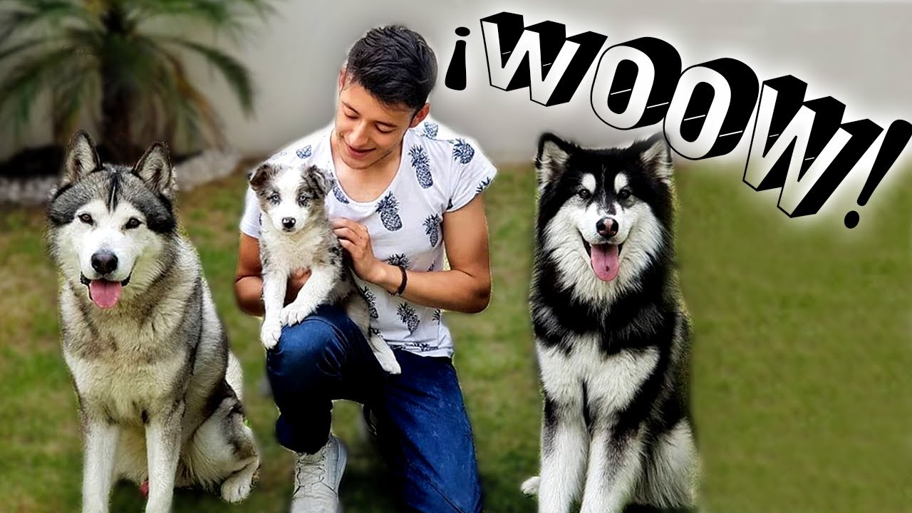 1 cachorro VS 2 perros adiestrados - CÁMARA OCULTA