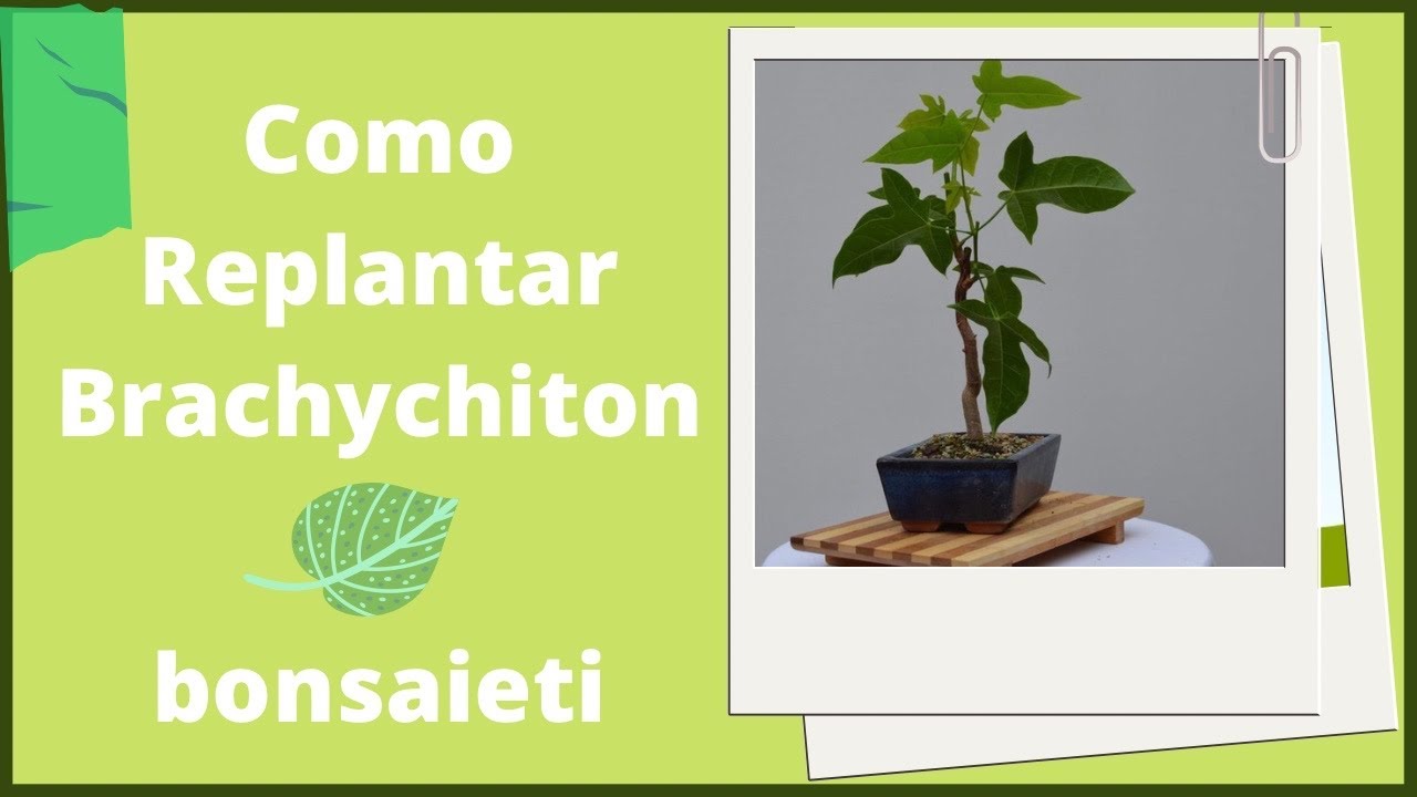 🍁 Como Replantar Brachychiton [Transplante facil y barato]